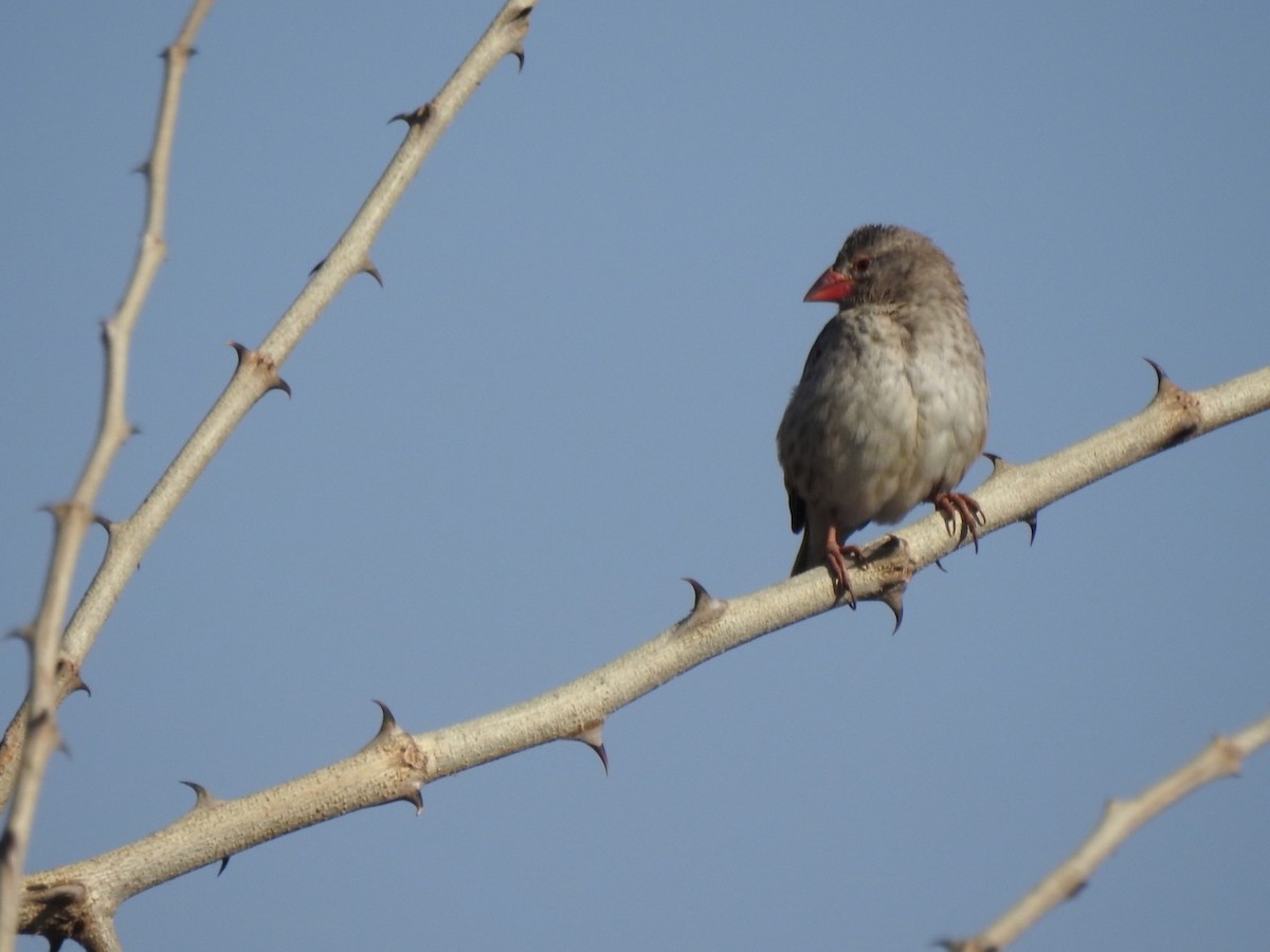 Red-billed Quelea - ML622121819