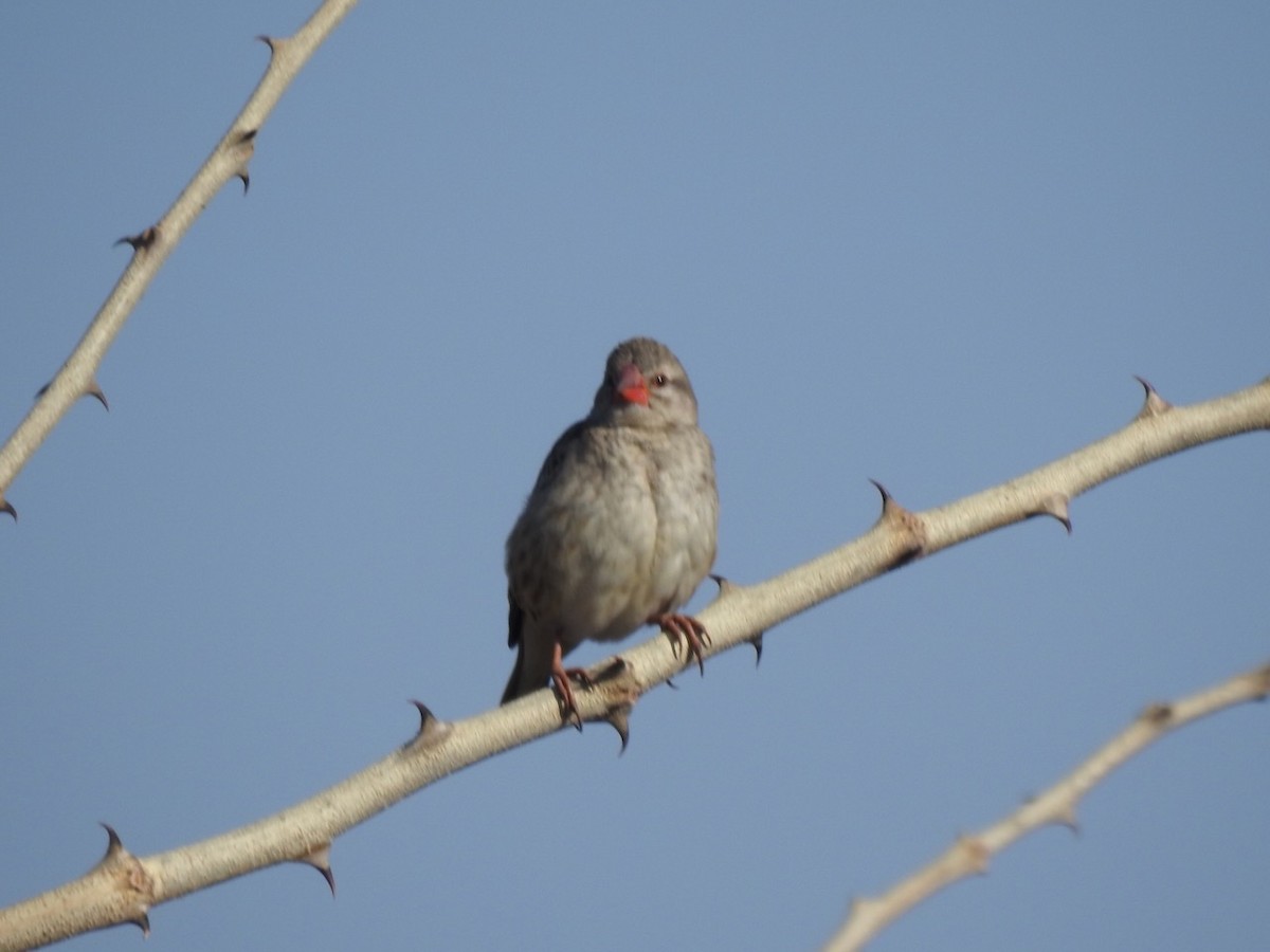 Red-billed Quelea - ML622121820