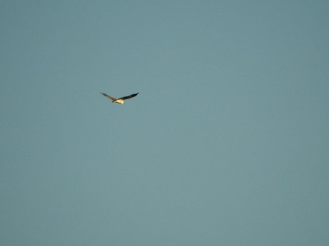 White-bellied Sea-Eagle - ML622121825