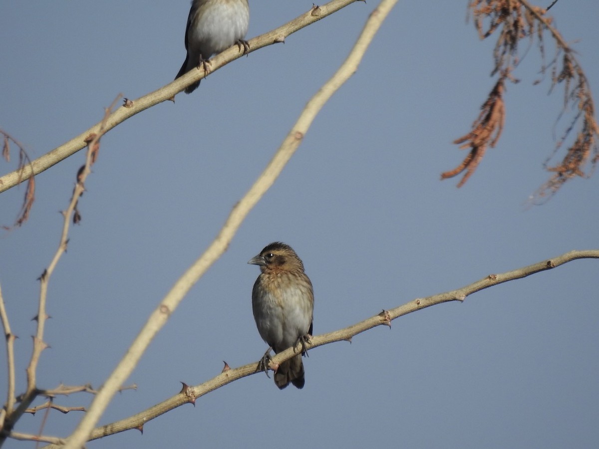 Yellow-mantled Widowbird - ML622121827