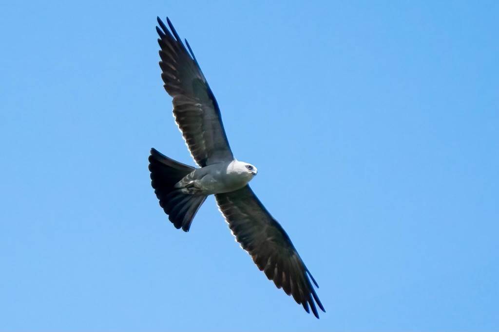 Mississippi Kite - Pam Bruns & Ken Smith