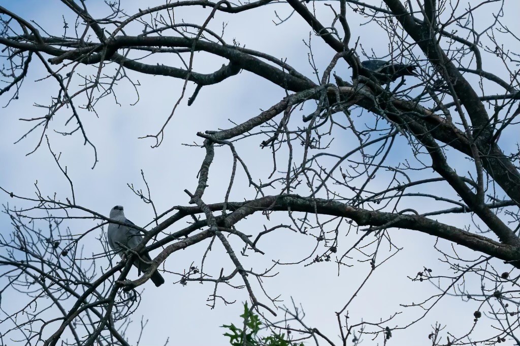 Mississippi Kite - ML622121829