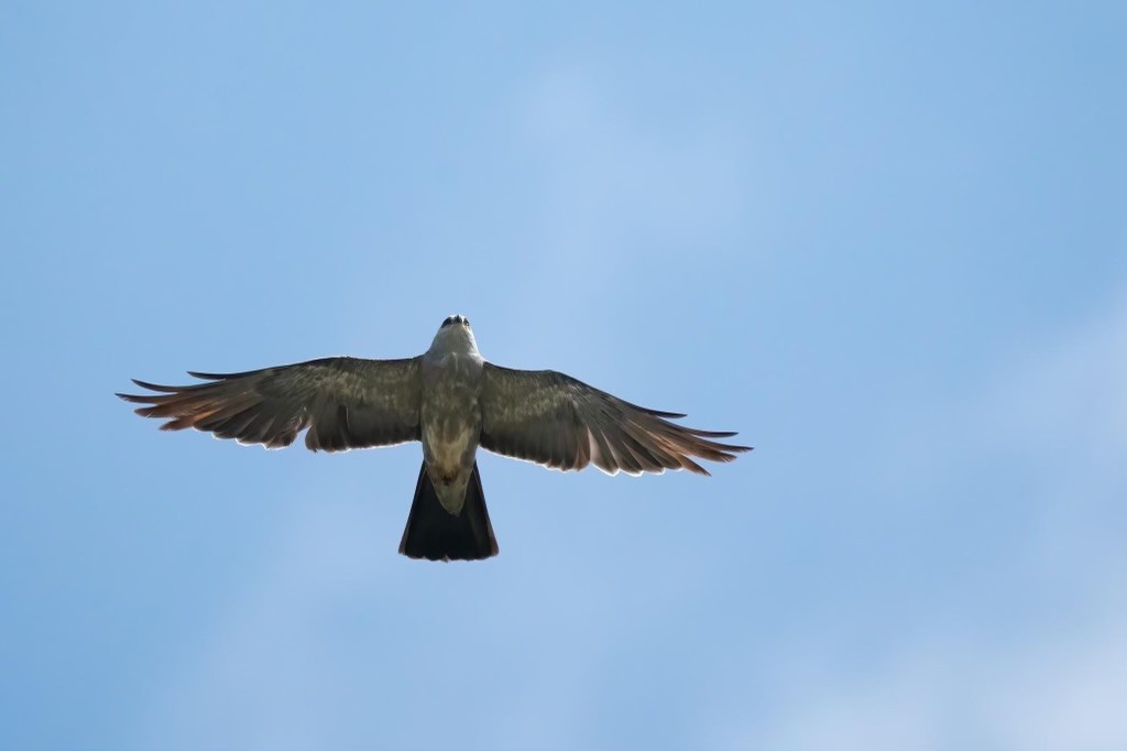 Mississippi Kite - Pam Bruns & Ken Smith