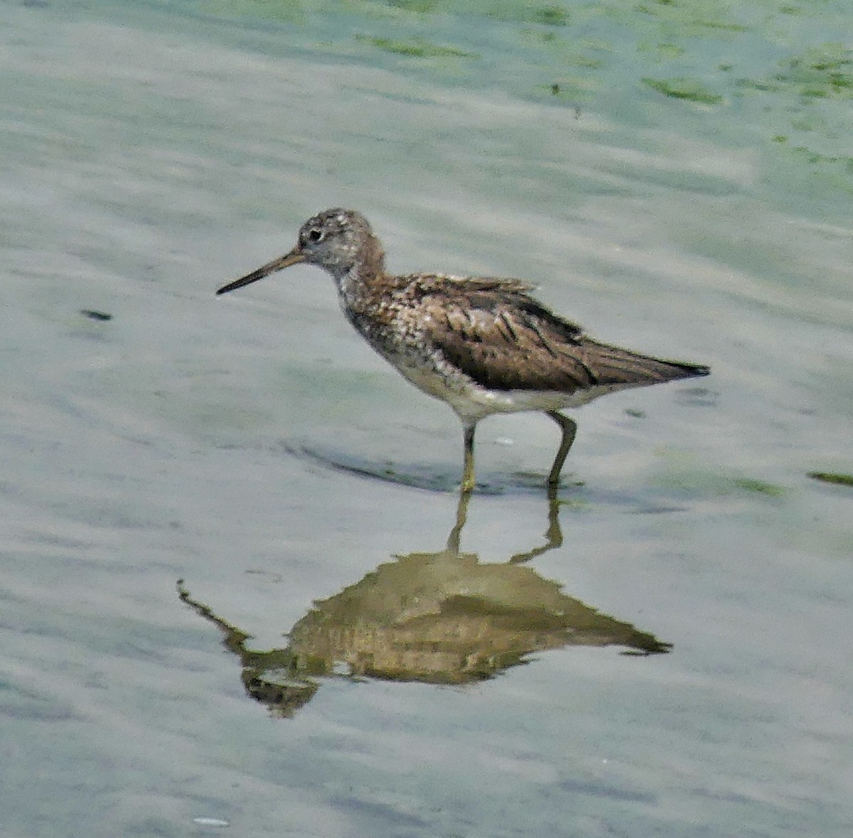 Common Greenshank - ML622121831