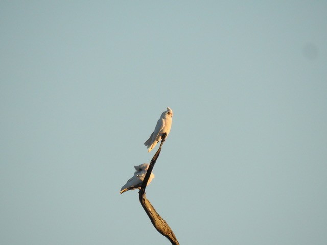 Little Corella - ML622121832