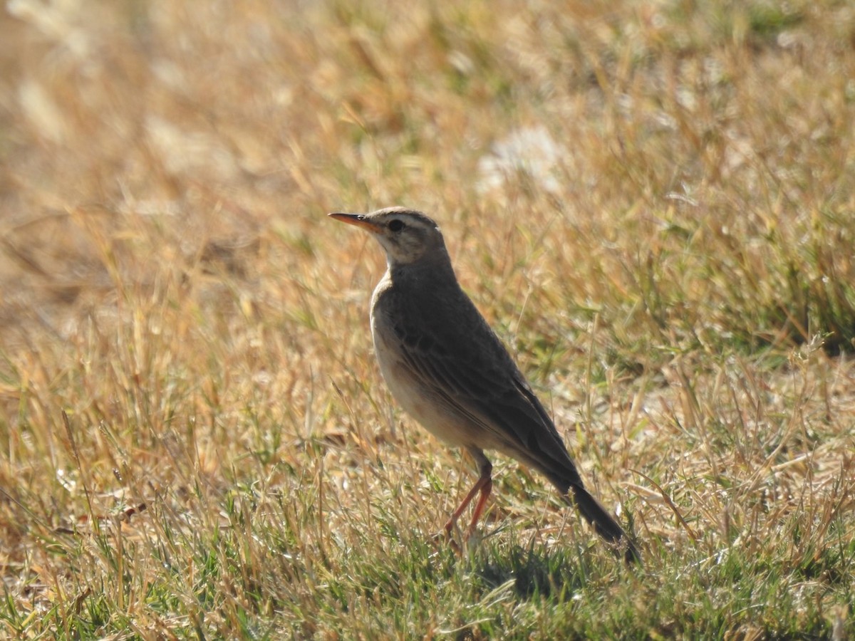 Plain-backed Pipit - ML622121833