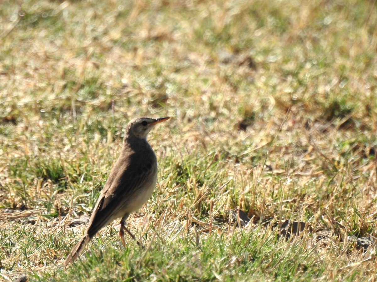 Plain-backed Pipit - Alastair Newton