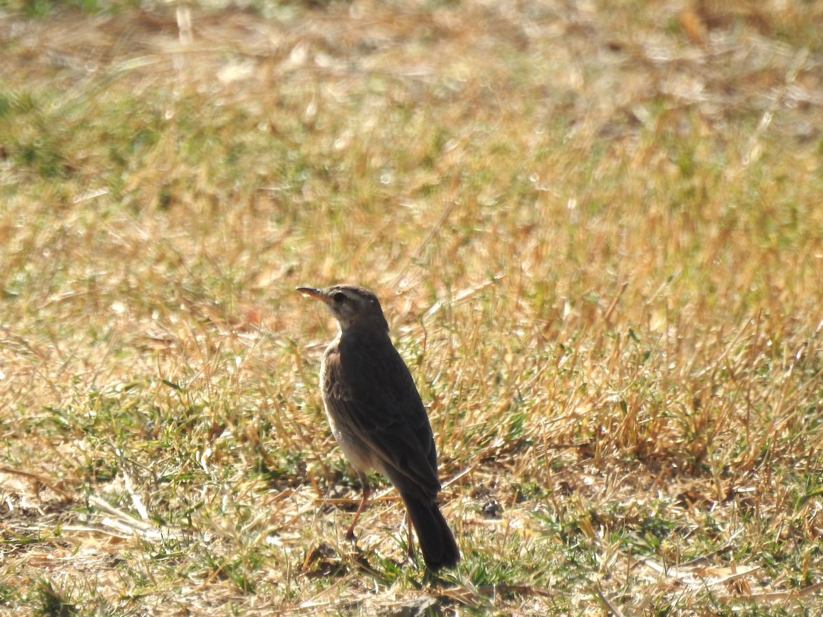 Plain-backed Pipit - ML622121835