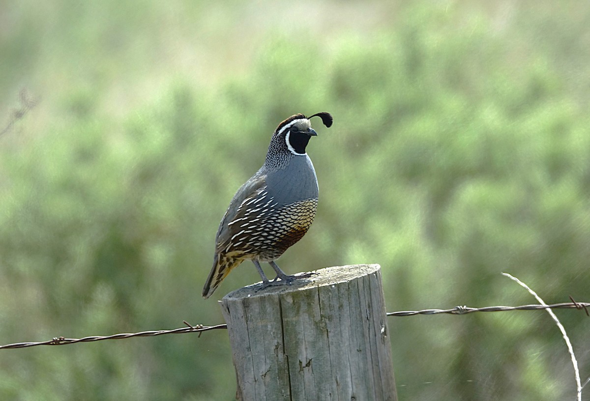 California Quail - ML622121836