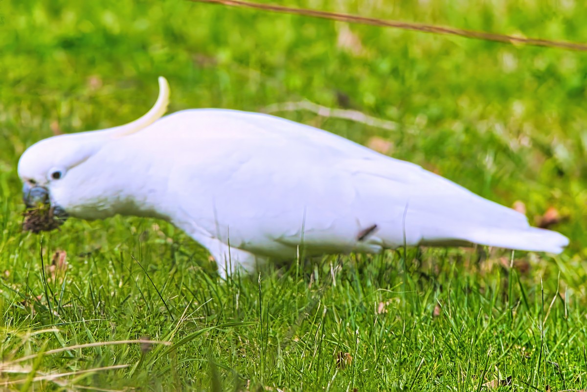 Sulphur-crested Cockatoo - ML622121841