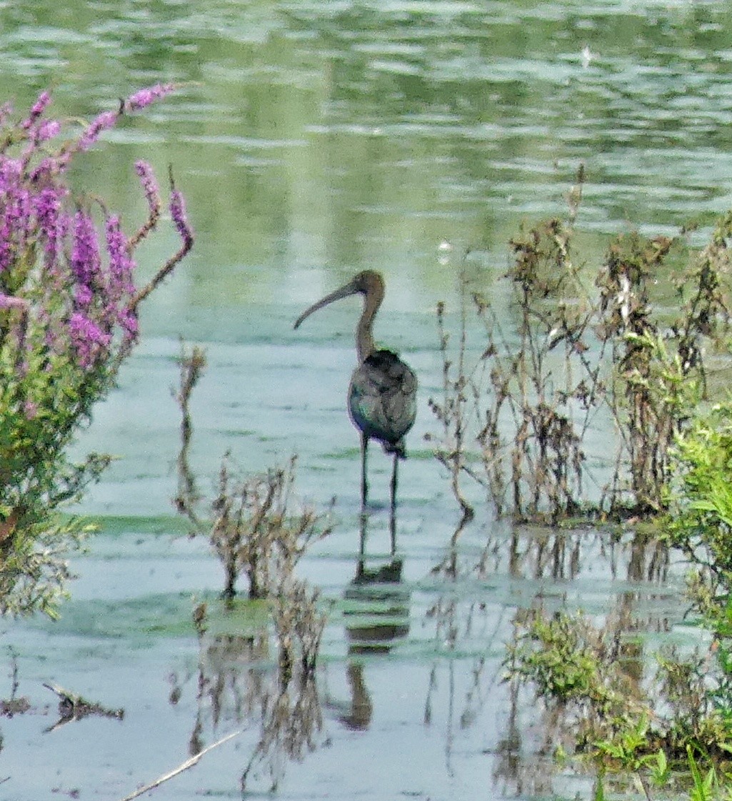 Glossy Ibis - ML622121842