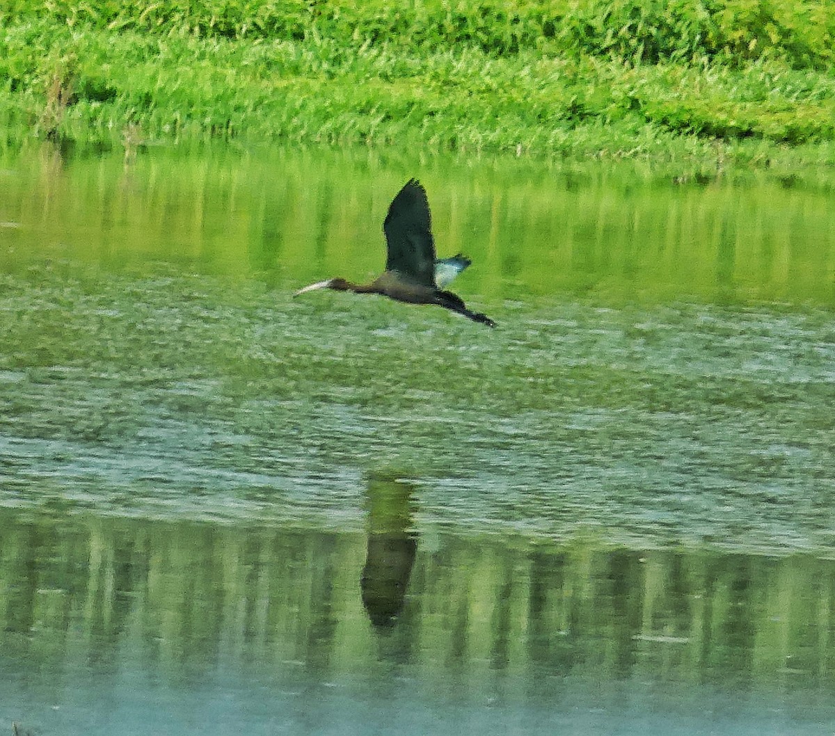 Glossy Ibis - ML622121843