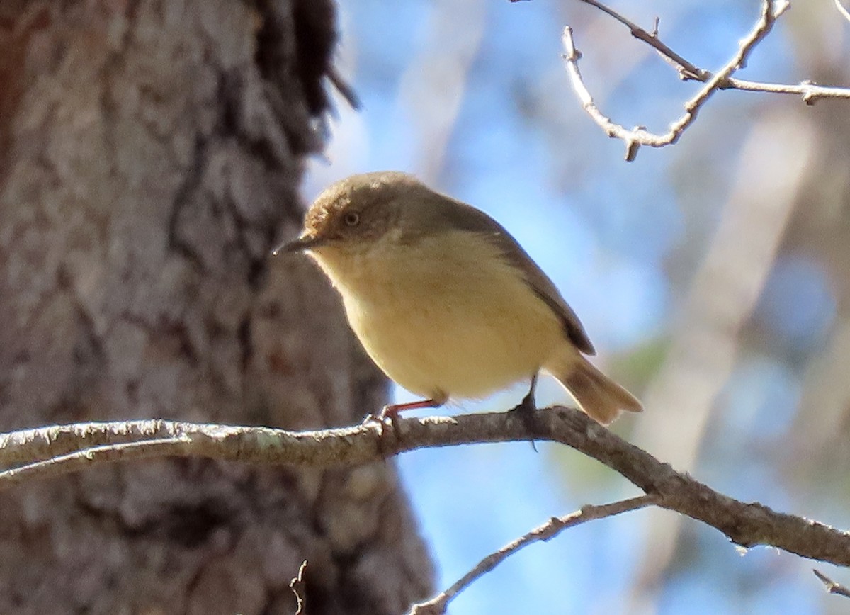 Western Thornbill - ML622121844