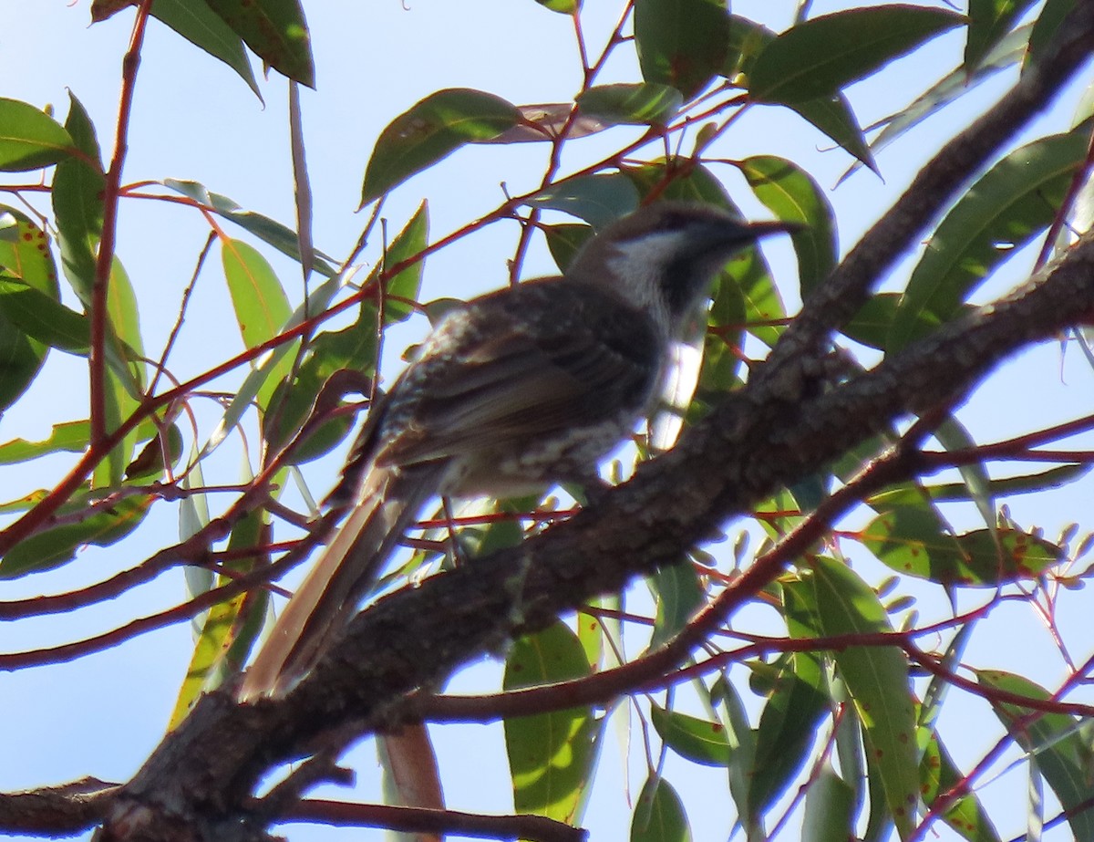 Western Wattlebird - ML622121851