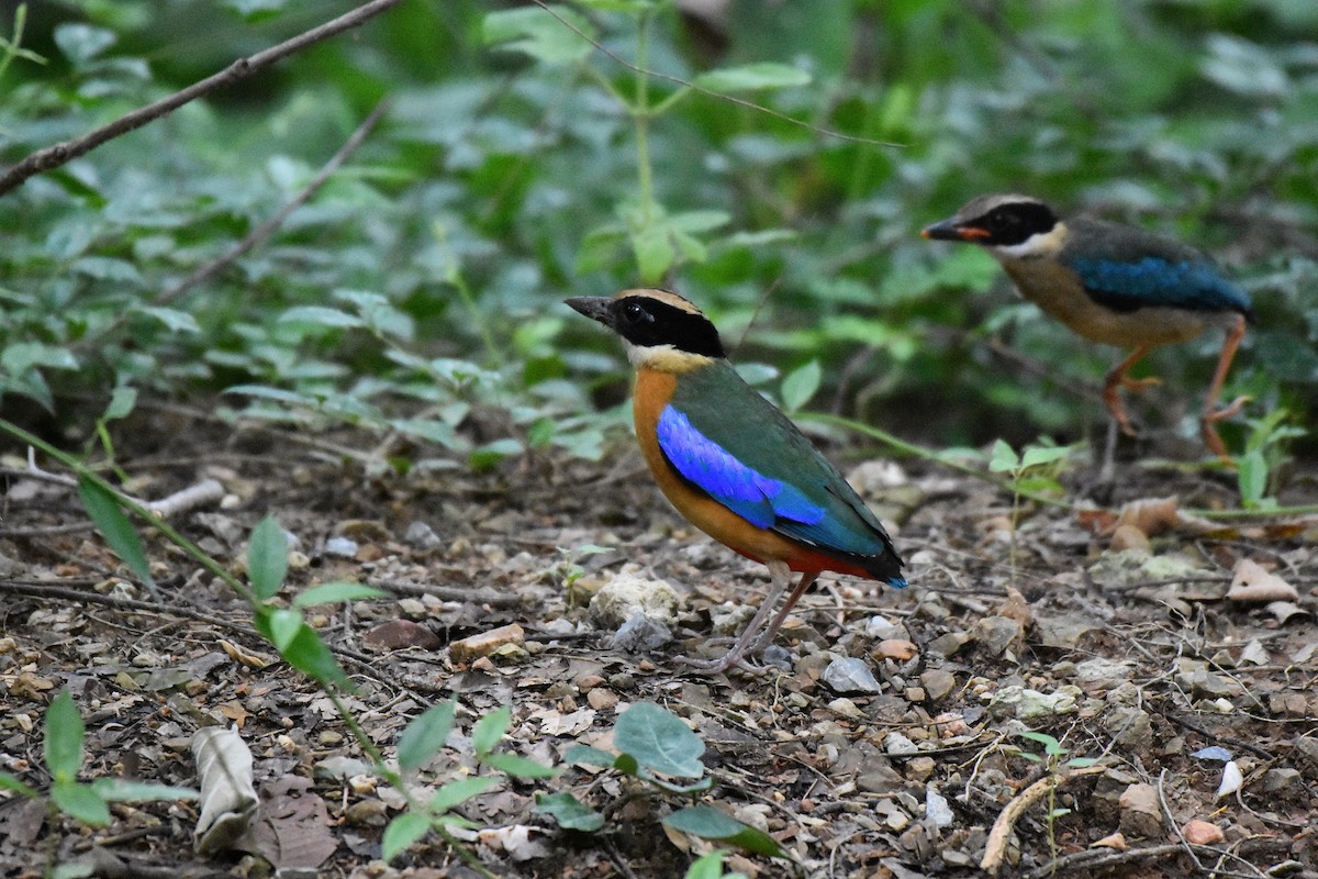 Blue-winged Pitta - Siripat Nonthamat