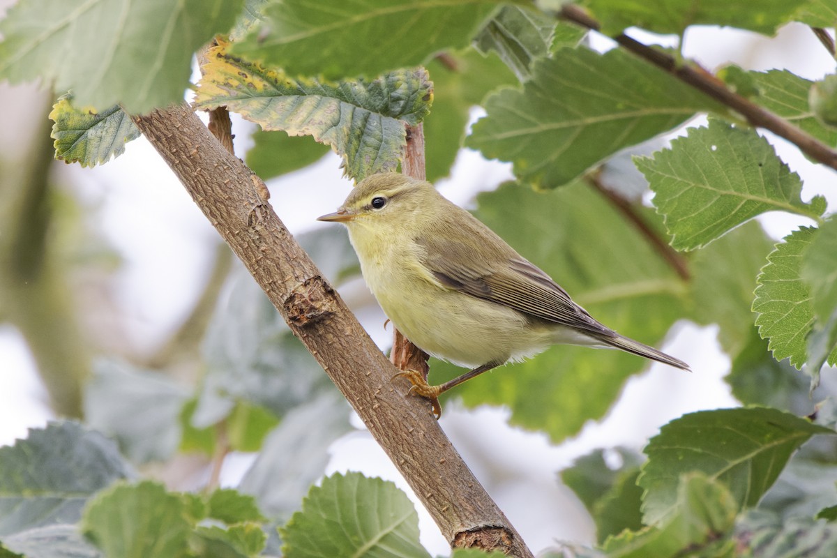 Mosquitero Musical - ML622121859