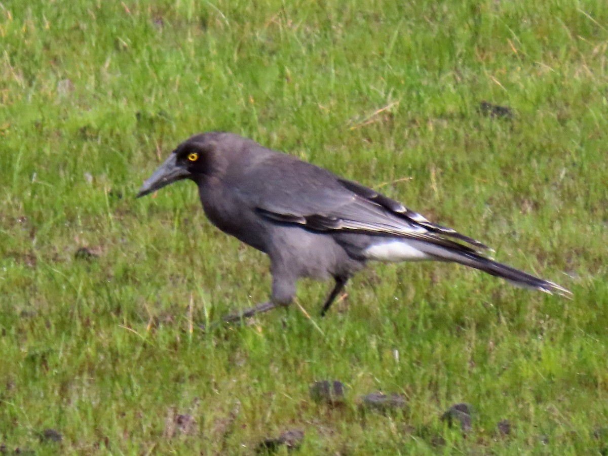 Gray Currawong (Gray) - Peter J. Taylor