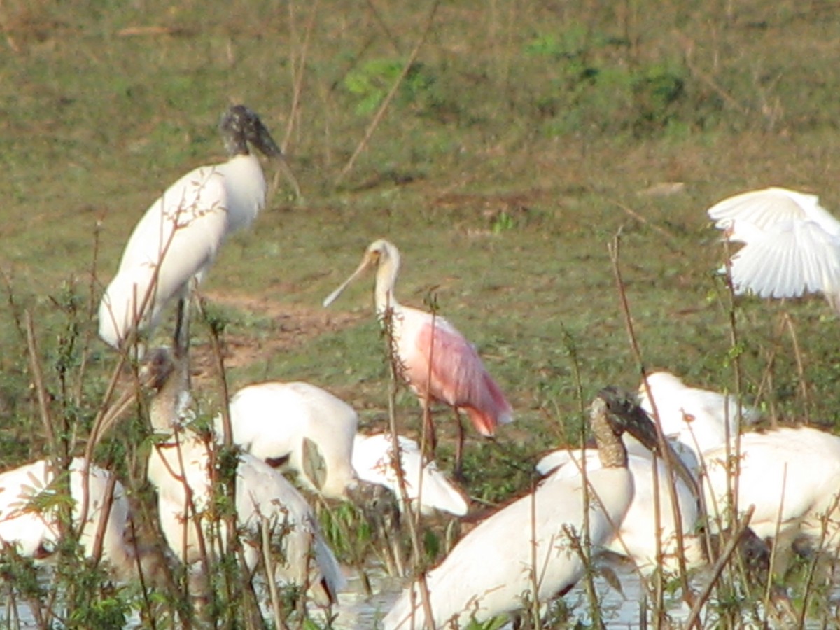 Wood Stork - ML622121874