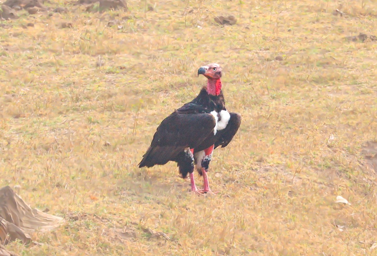 Red-headed Vulture - Akshat K