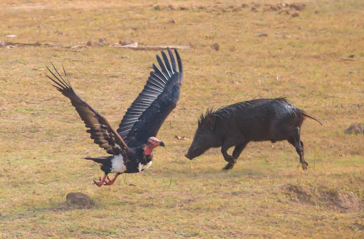 Red-headed Vulture - Akshat K