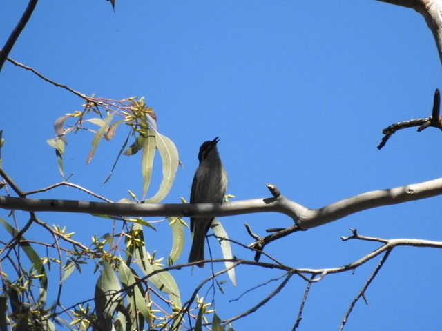 Yellow-faced Honeyeater - ML622121886
