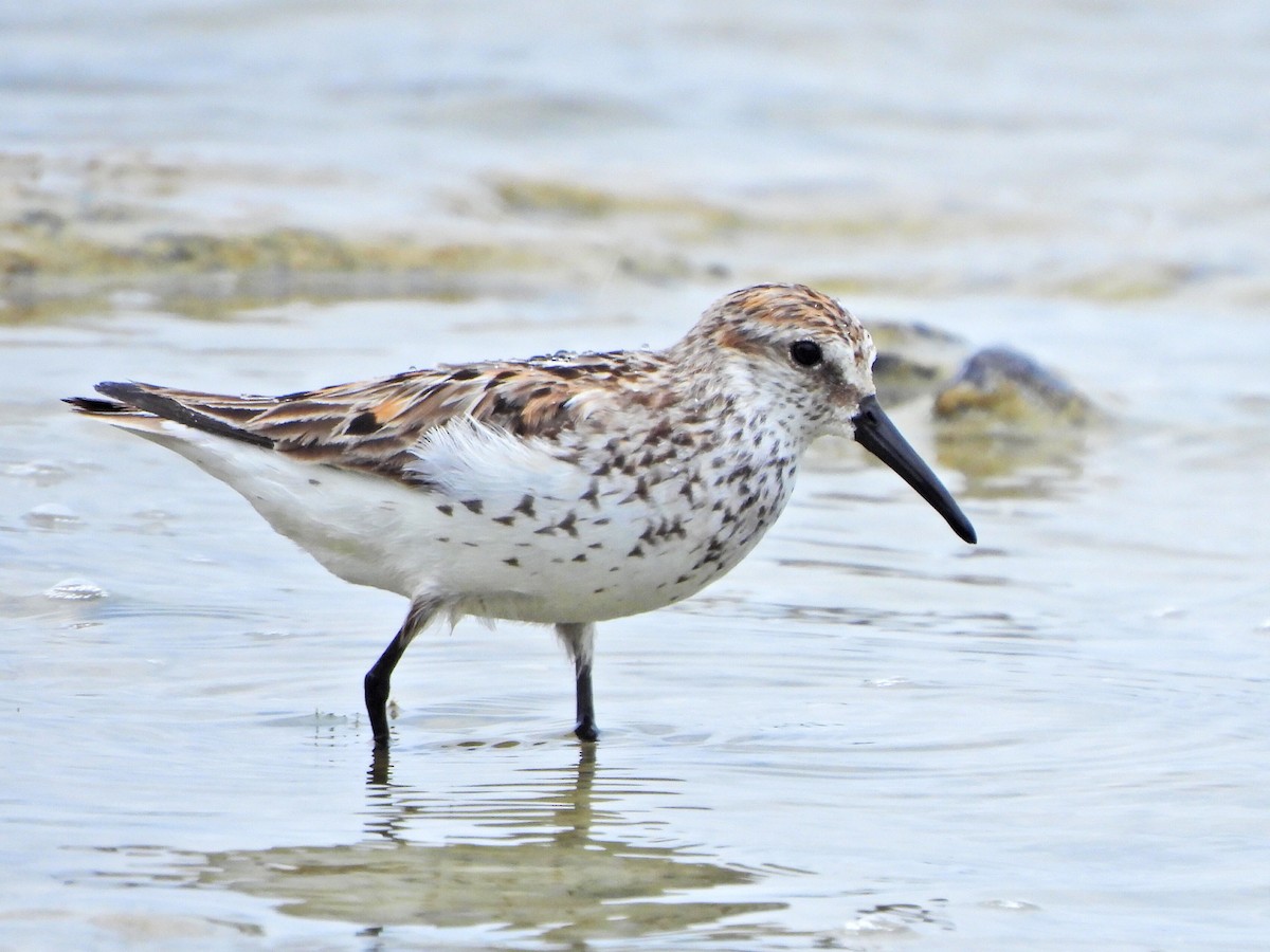 Western Sandpiper - Markus Legzdins