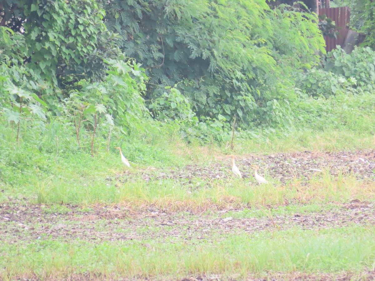 Eastern Cattle Egret - Shilpa Gadgil