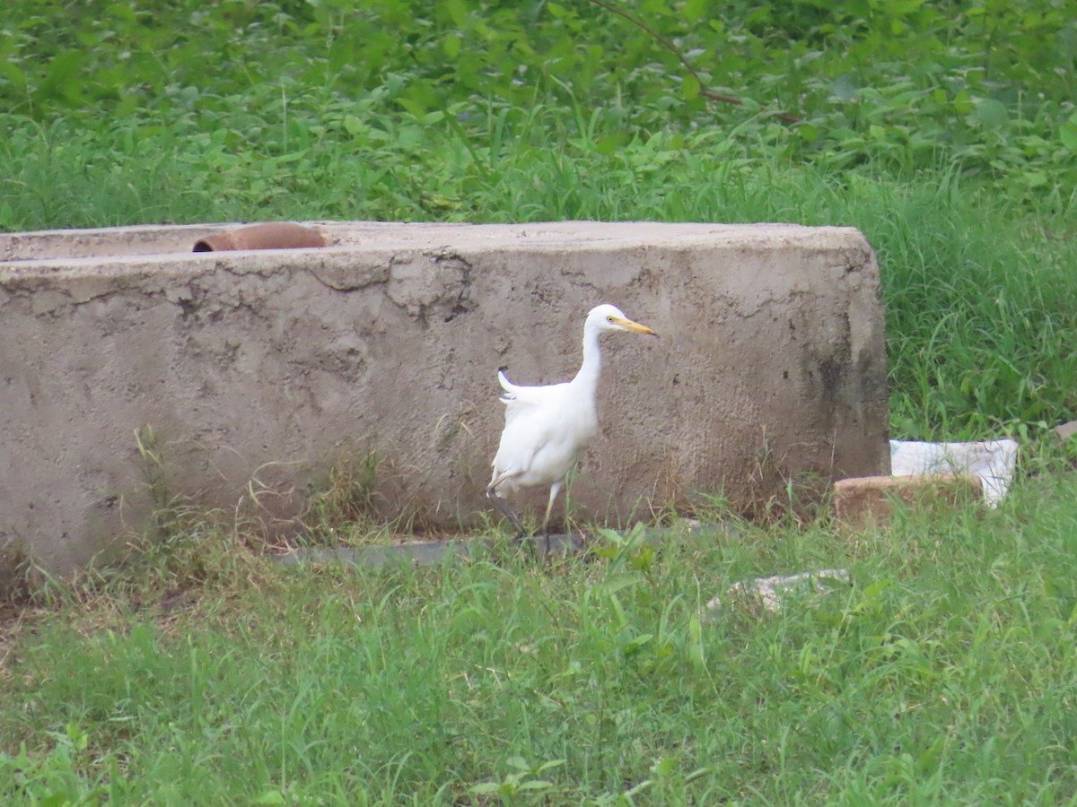 Eastern Cattle Egret - ML622121889