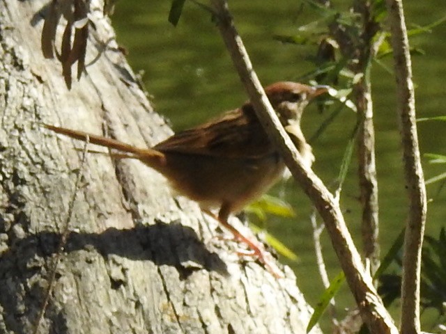 Rufous Songlark - ML622121890