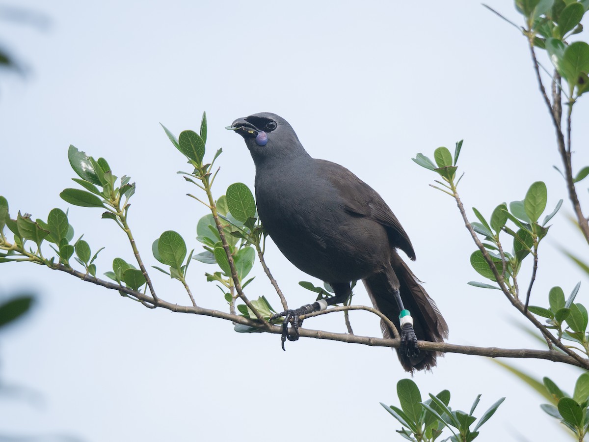 Kokako de Isla Norte - ML622121891