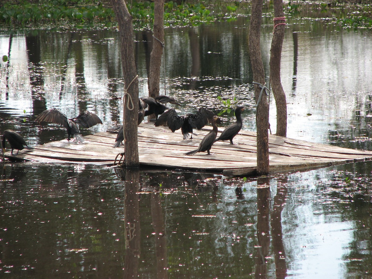 Neotropic Cormorant - Susan Jones