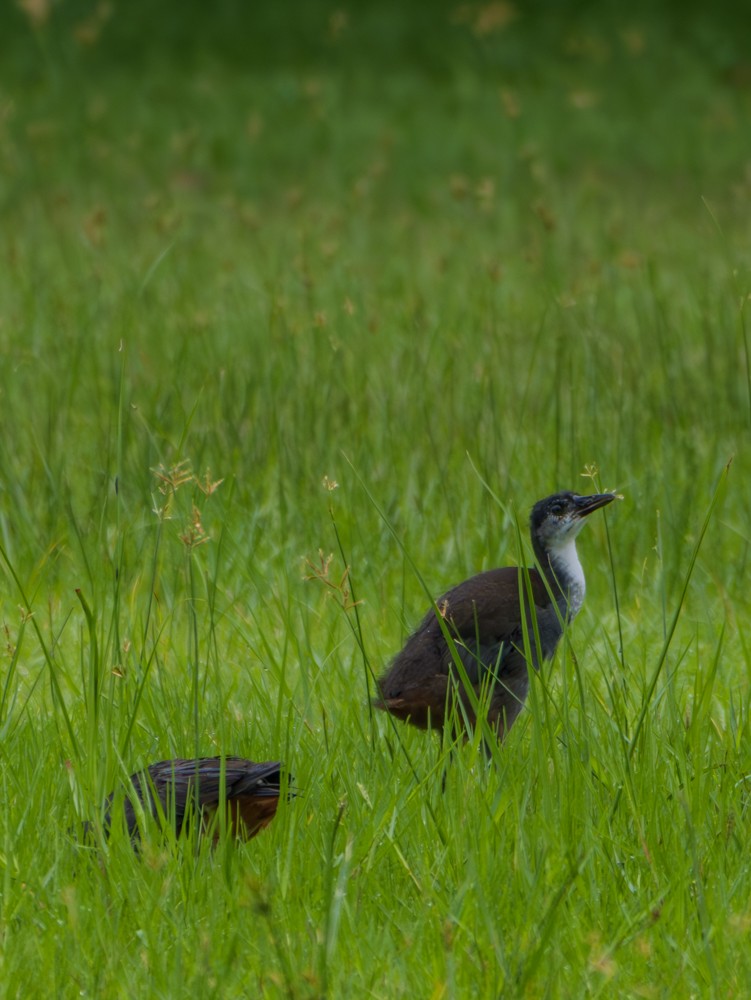 White-breasted Waterhen - ML622121897