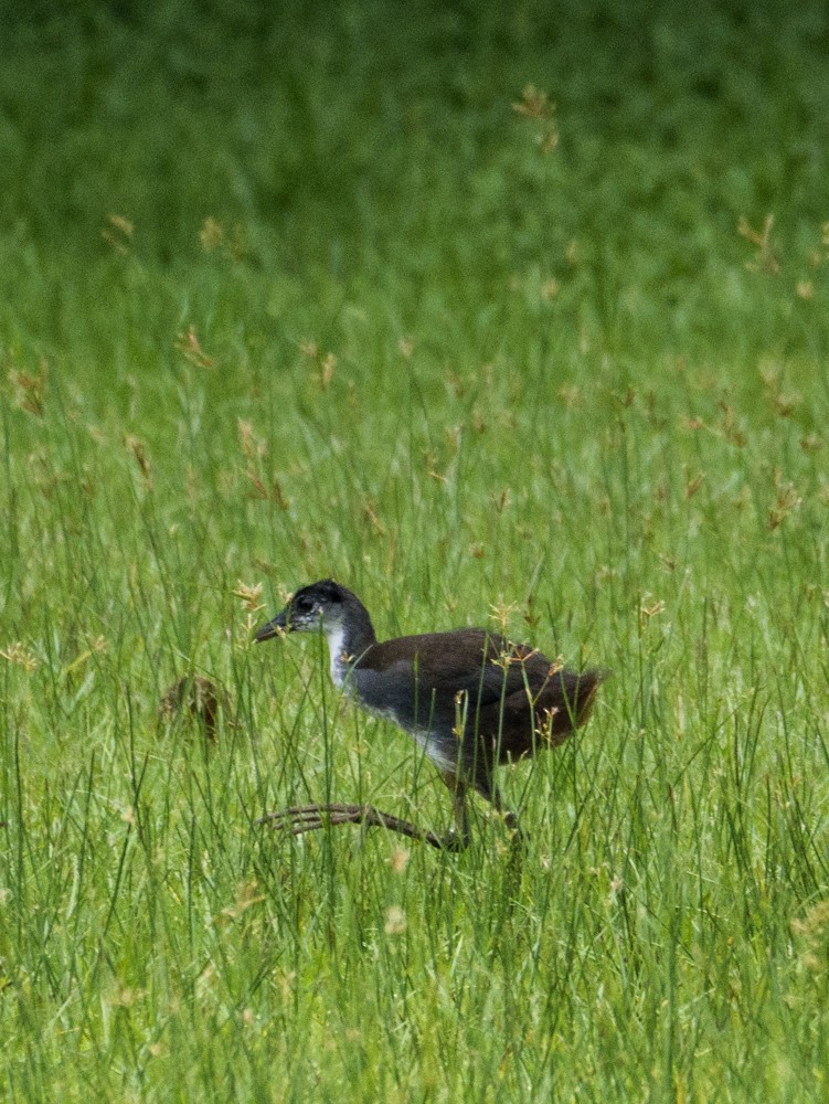 White-breasted Waterhen - ML622121898