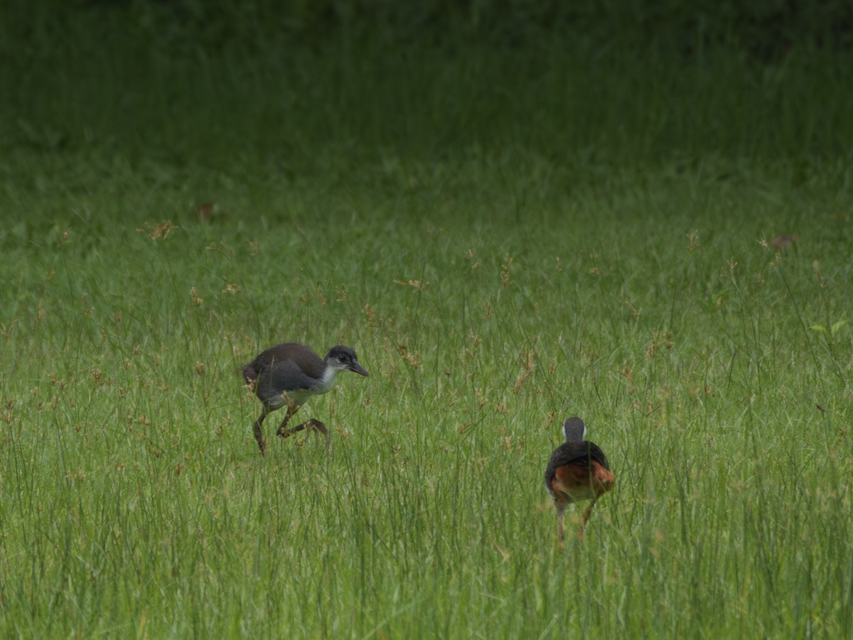 White-breasted Waterhen - ML622121899