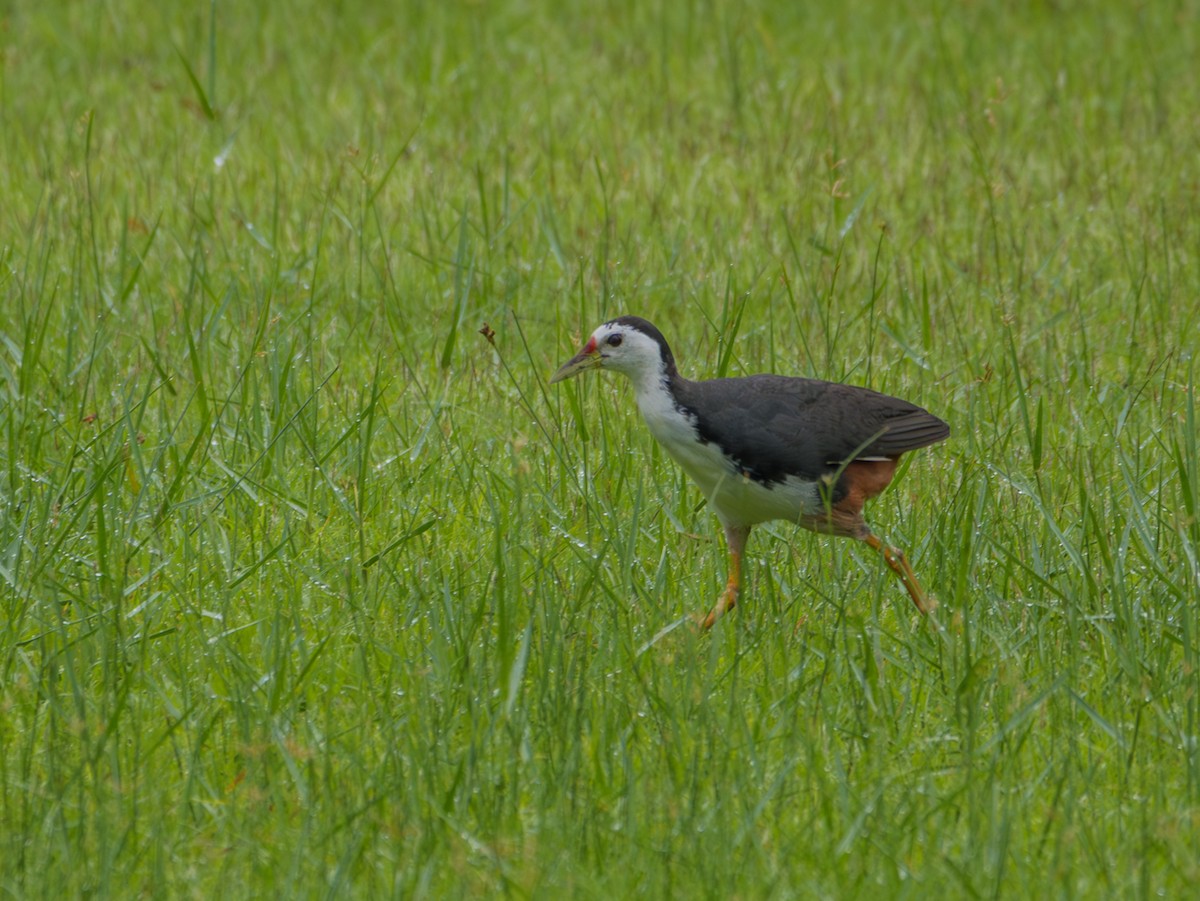 White-breasted Waterhen - ML622121900