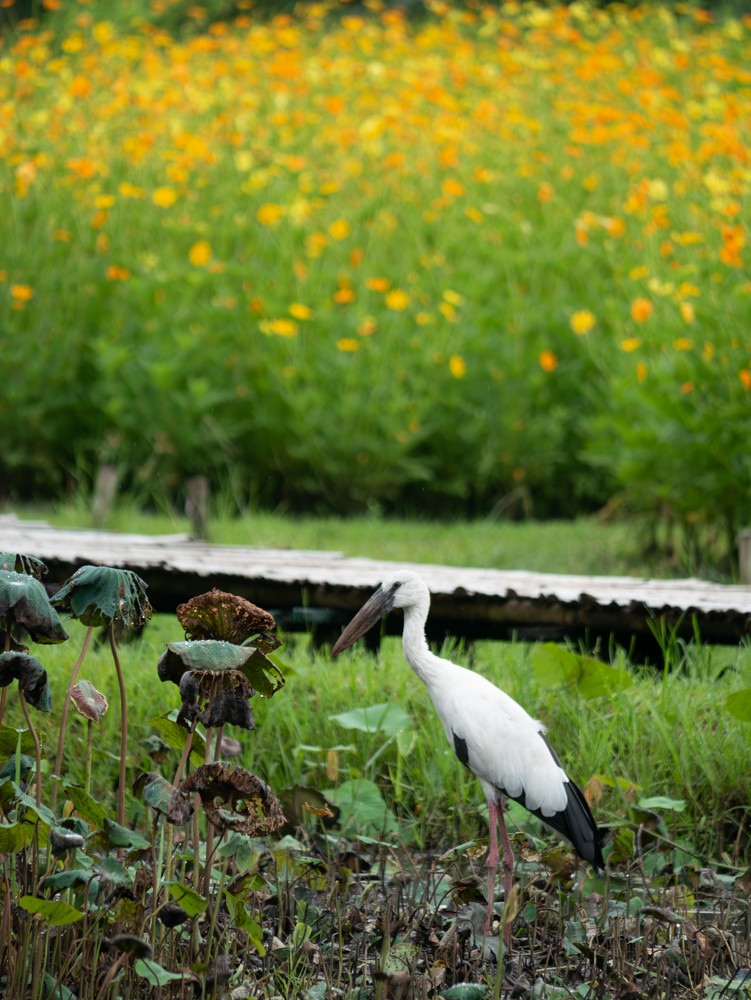 Asian Openbill - ML622121901