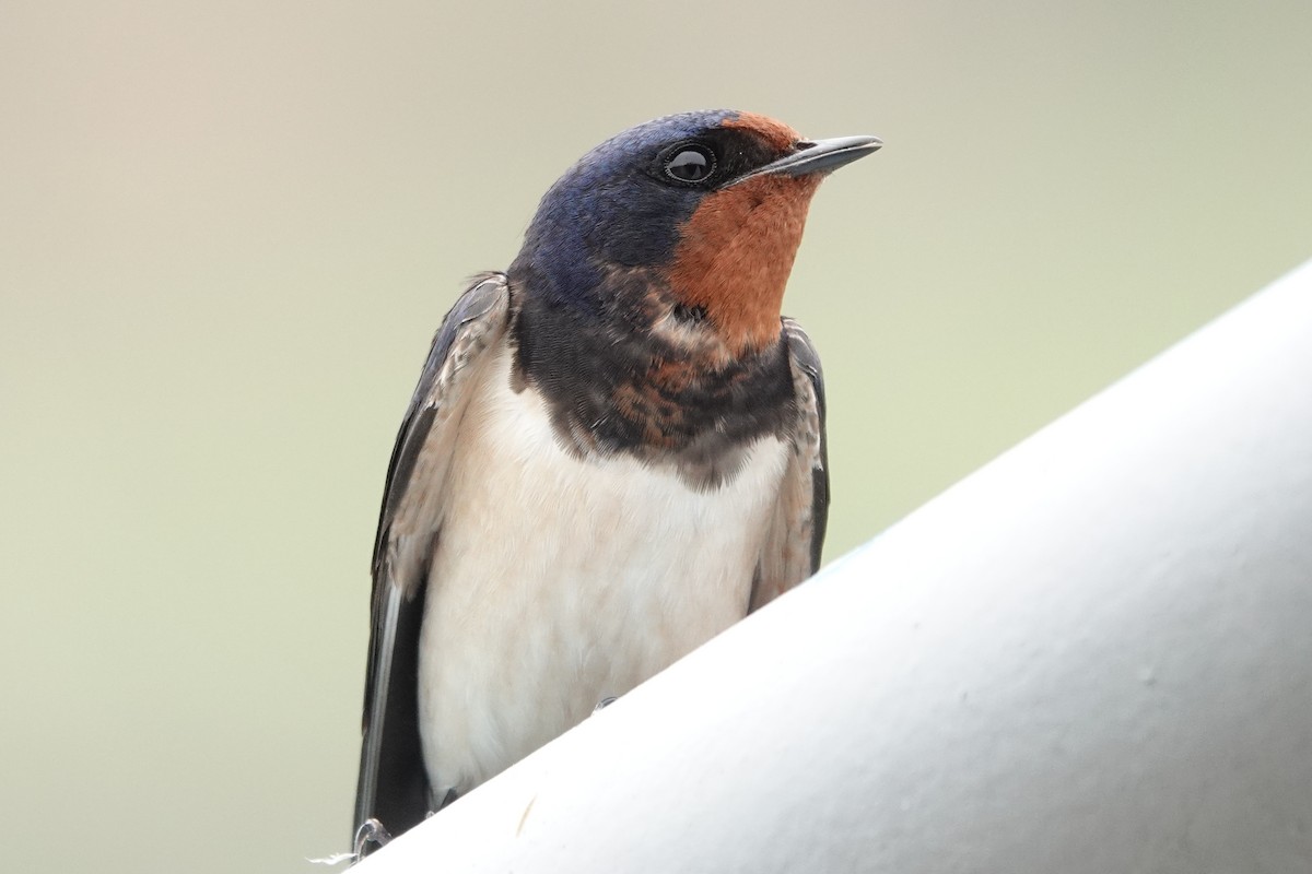 Golondrina Común - ML622121902