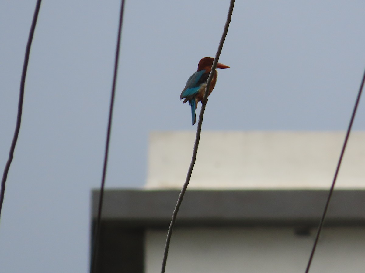 White-throated Kingfisher - ML622121903