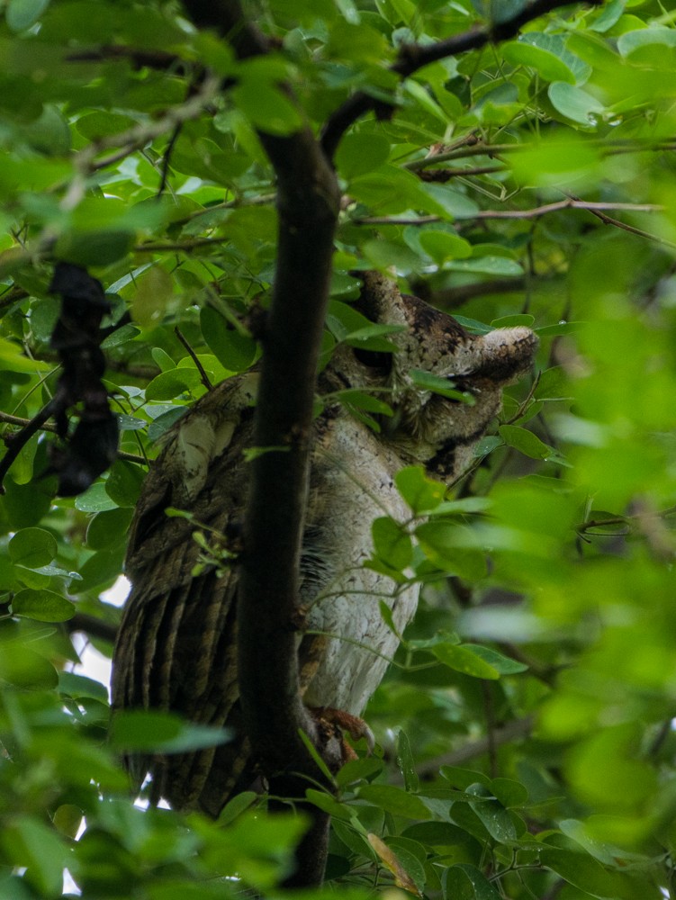 Collared Scops-Owl - ML622121904