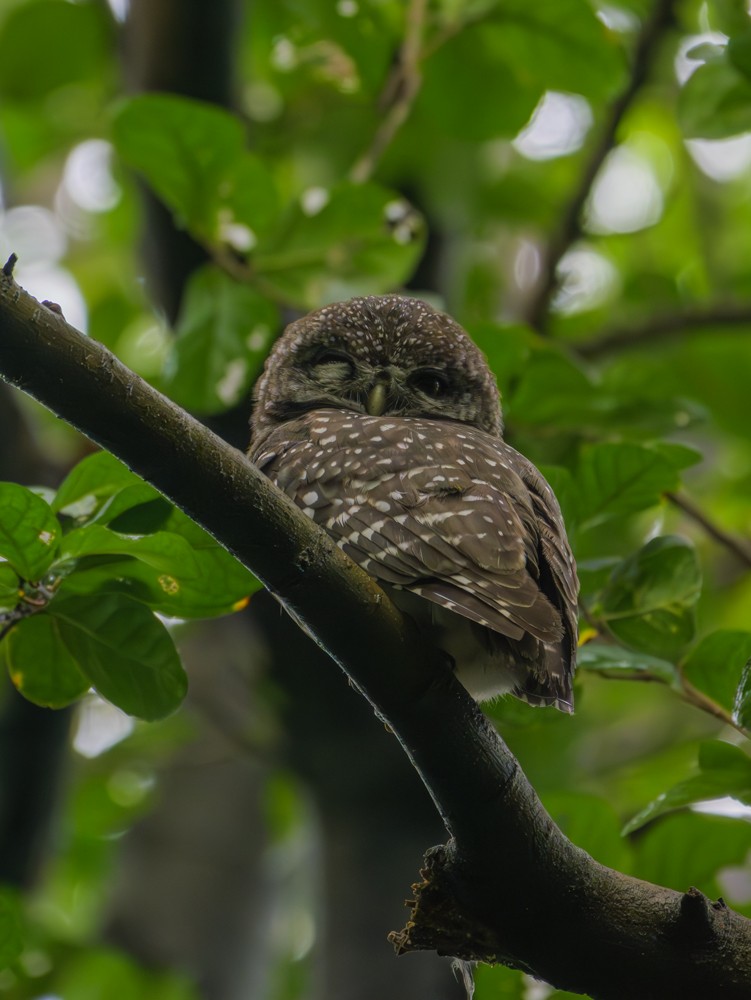 Spotted Owlet - ML622121906