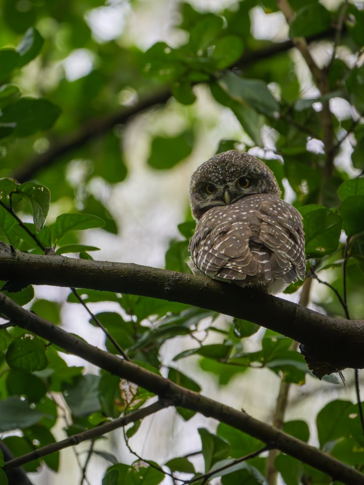 Spotted Owlet - ML622121907