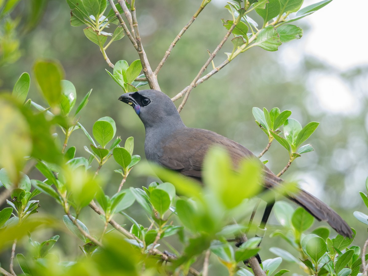 Kokako de Isla Norte - ML622121908