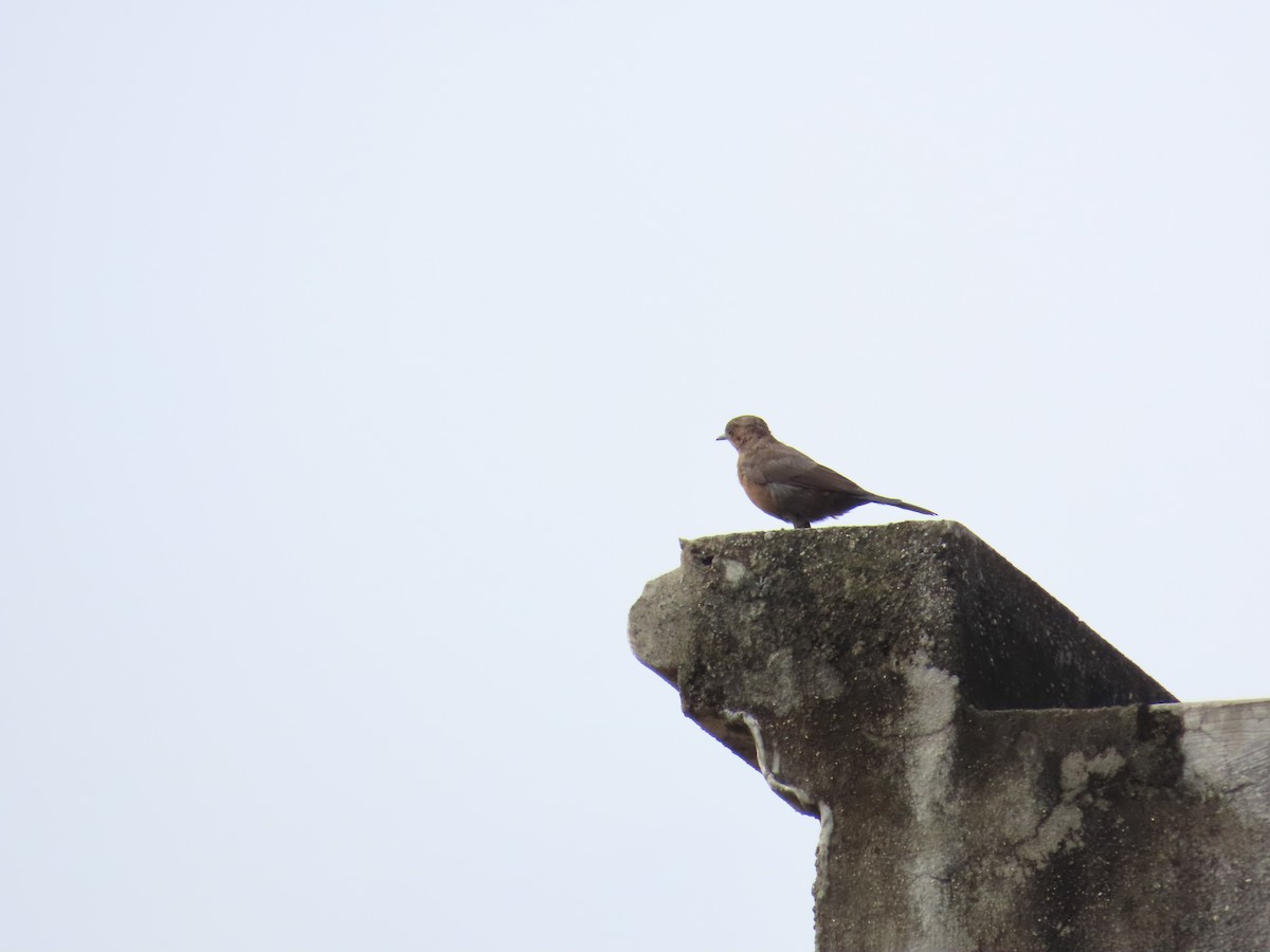 Brown Rock Chat - ML622121909