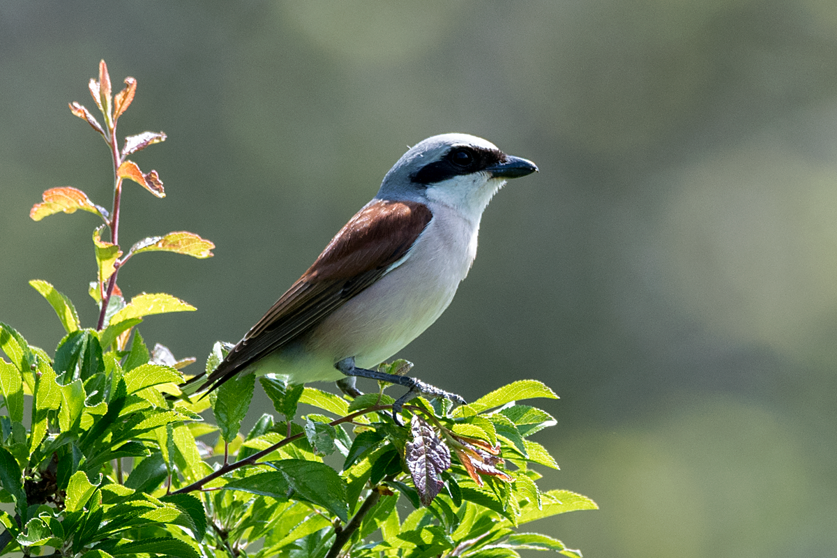 Red-backed Shrike - ML62212191