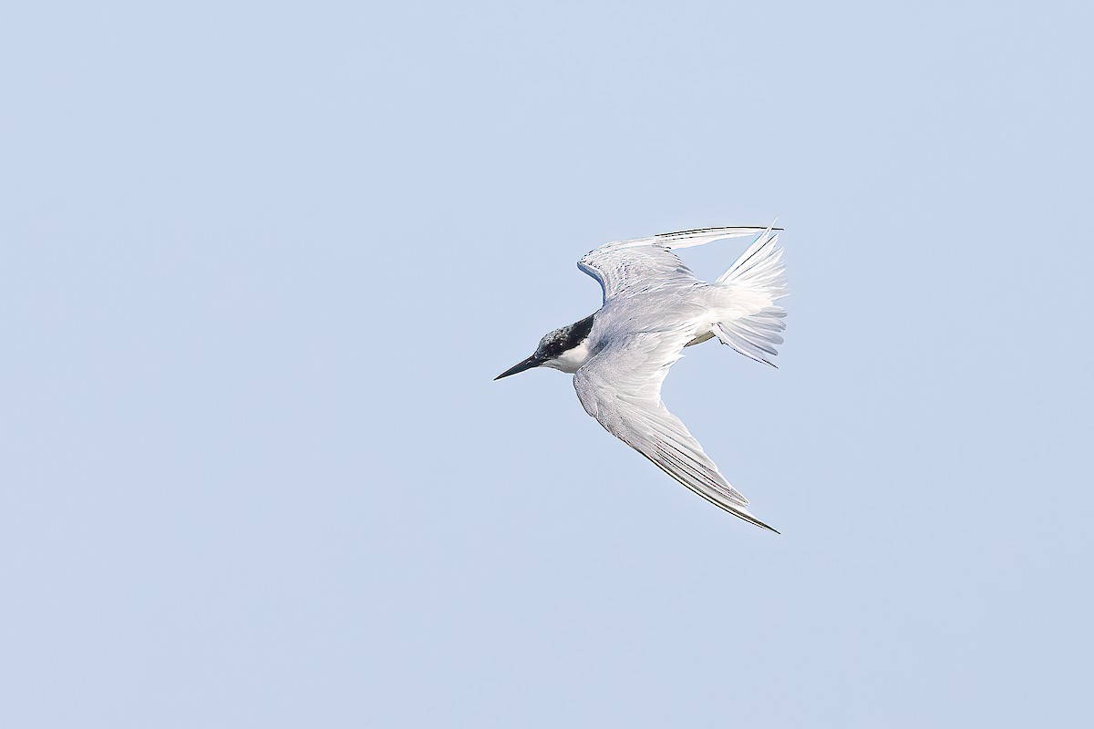 Damara Tern - Michael Ortner