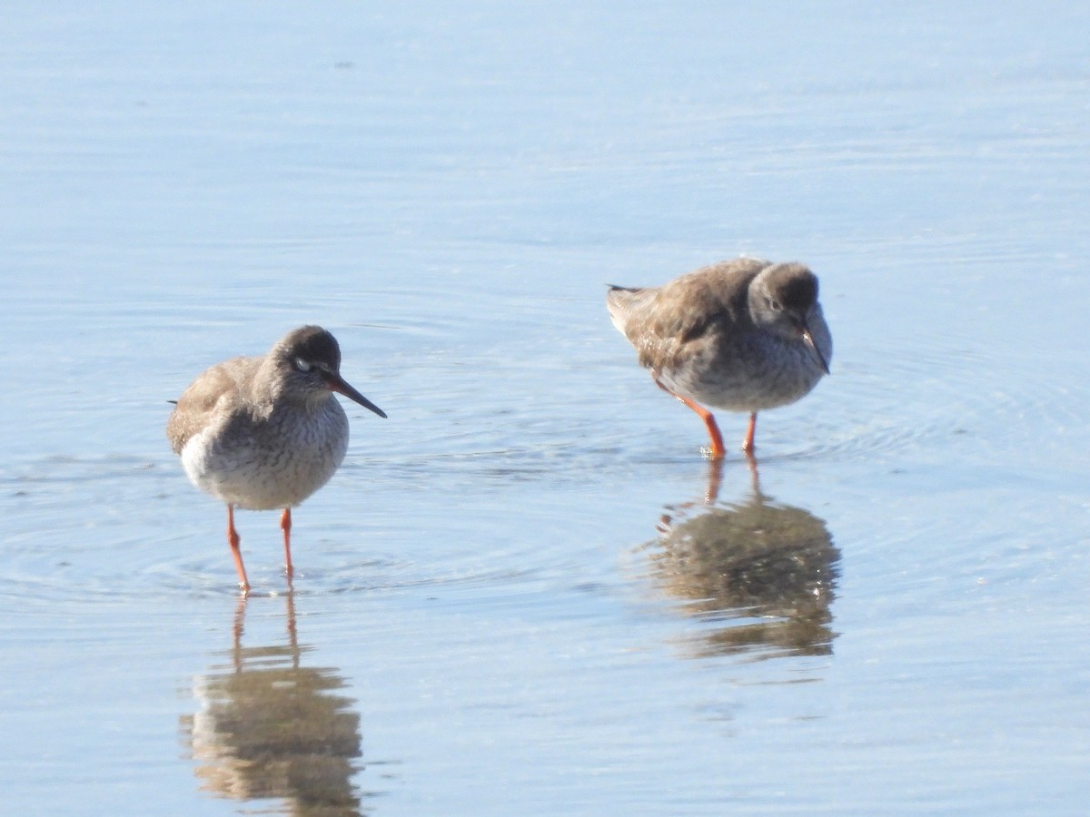 Common Redshank - ML622121911