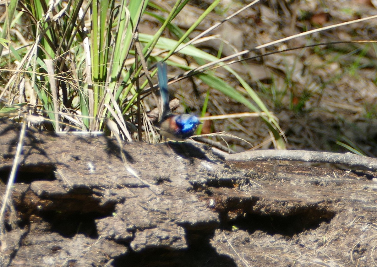 Variegated Fairywren - ML622121912