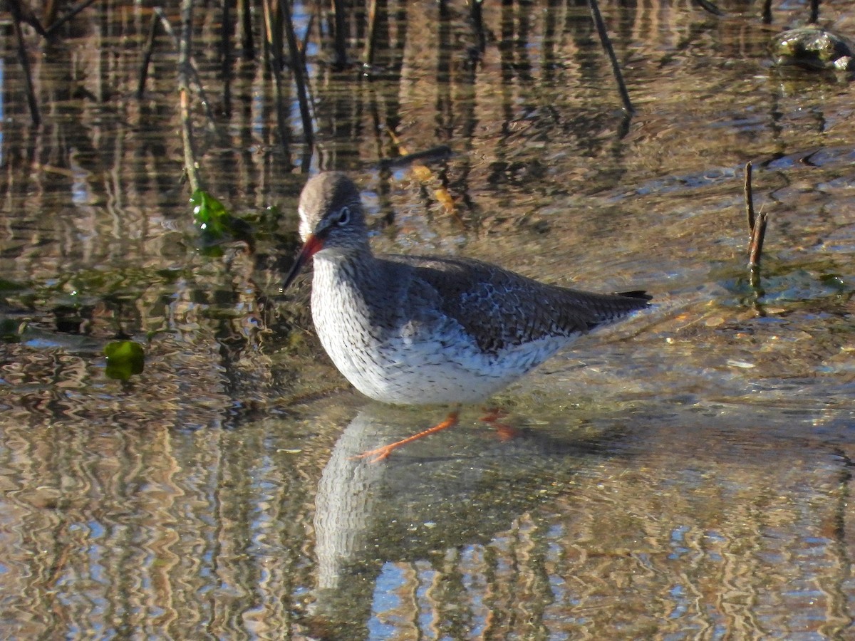 Common Redshank - ML622121913