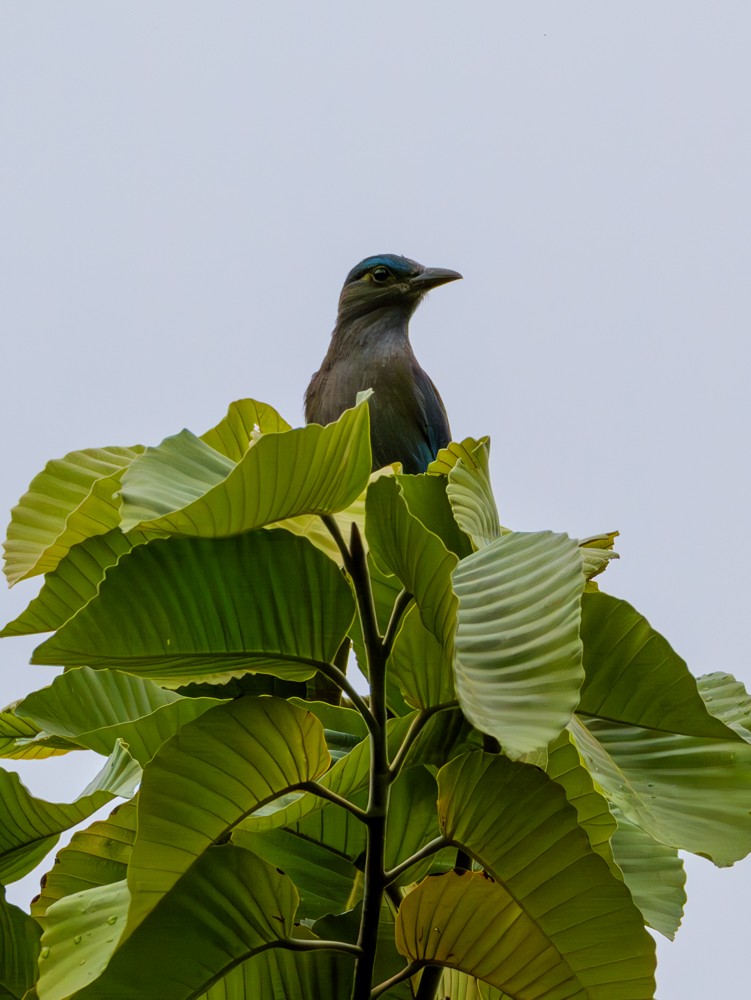 Carraca Indochina - ML622121918