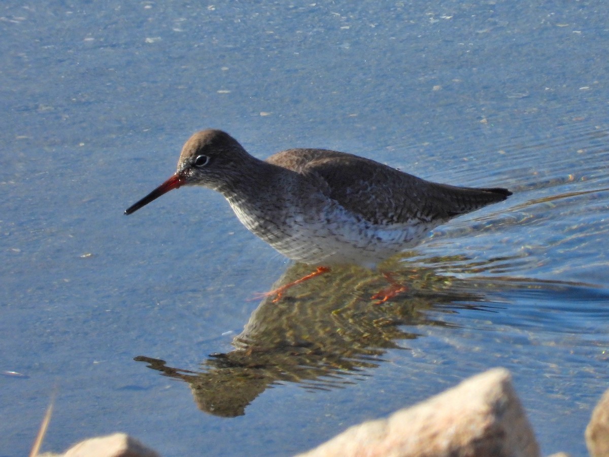 Common Redshank - ML622121919